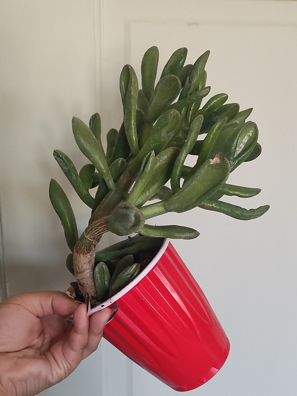 Gollum Jade